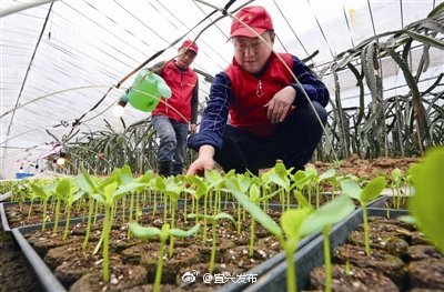 大棚育苗忙.jpg