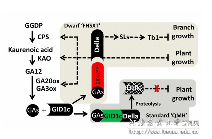 調(diào)控桃樹體結構的新機制模型.jpg