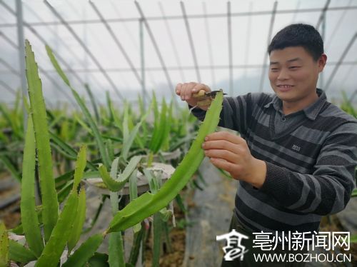 小伙返鄉(xiāng)創(chuàng)業(yè) 溫室大棚種出熱帶水果