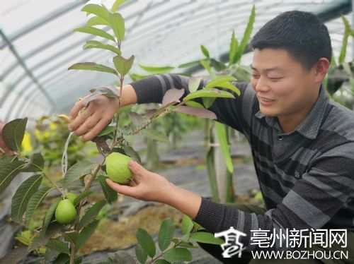 小伙返鄉(xiāng)創(chuàng)業(yè) 溫室大棚種出熱帶水果