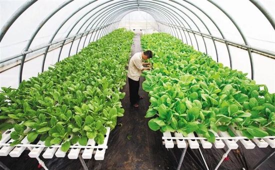 ▲三亞市南繁科技研究院水耕栽培蔬菜大棚(資料圖 武威 攝) ▲三亞市南繁科技研究院水耕栽培蔬菜大棚(資料圖 武威 攝)