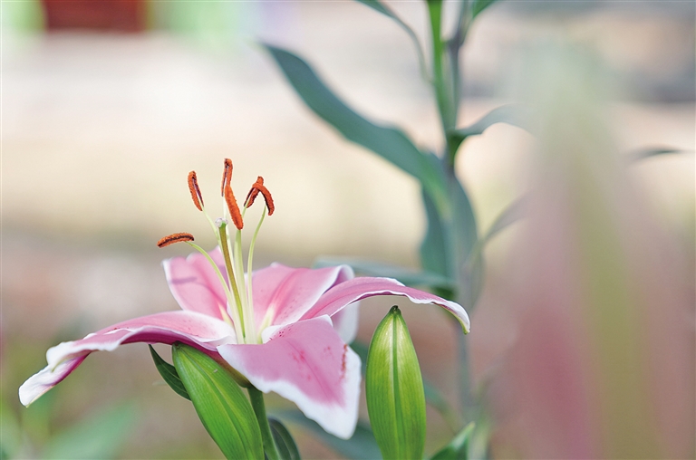 小花卉帶動(dòng)杭錦后旗綠色種植1.jpg