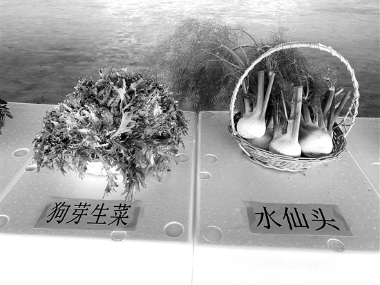 尋甸西菜生產(chǎn)基地22.jpg
