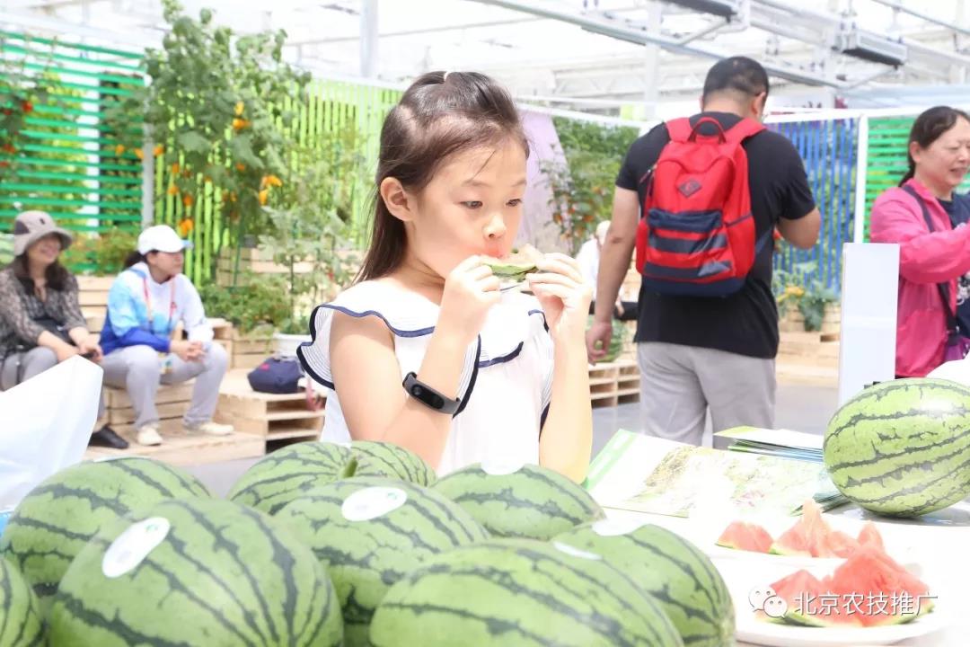 西瓜紅 樣樣紅 世園會百蔬園西甜瓜主題日活動4.jpg
