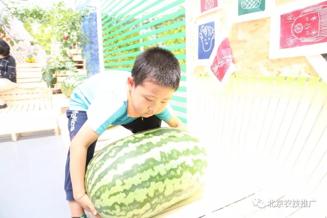 西瓜紅 樣樣紅 世園會百蔬園西甜瓜主題日活動.jpg