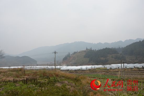 錦屏縣陽(yáng)艾大棚食用菌基地一角