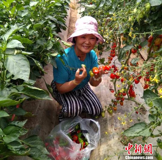 西部“工業(yè)重鎮(zhèn)”西固多措發(fā)展設(shè)施農(nóng)業(yè)農(nóng)民種菜不愁賣
