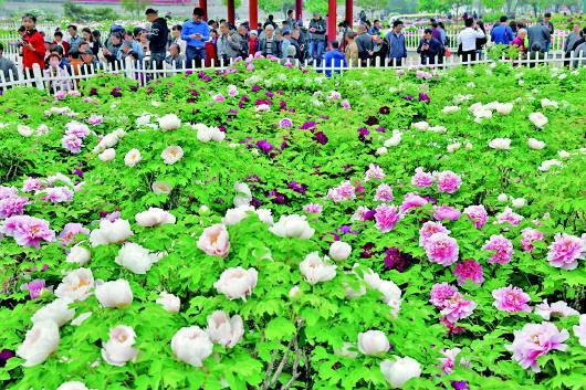 4月12日,“中國(guó)牡丹之都”菏澤市舉辦第28屆菏澤國(guó)際牡丹文化旅游節(jié),游客爭(zhēng)睹牡丹風(fēng)采。 新華社發(fā).jpeg