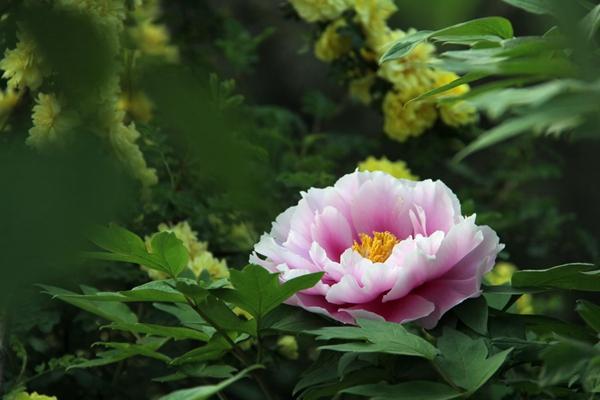 國花民意調(diào)查出爐:牡丹勝出 唯有牡丹真國色