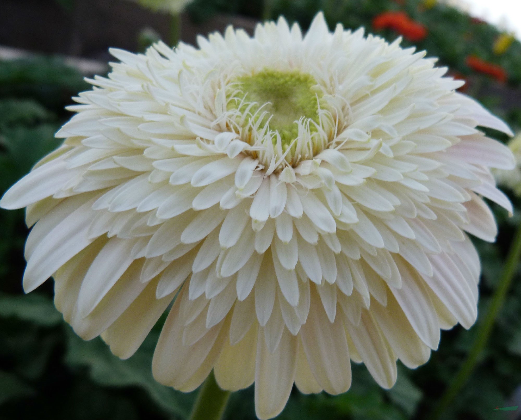 球型非洲菊新品種‘醉雪’.JPG