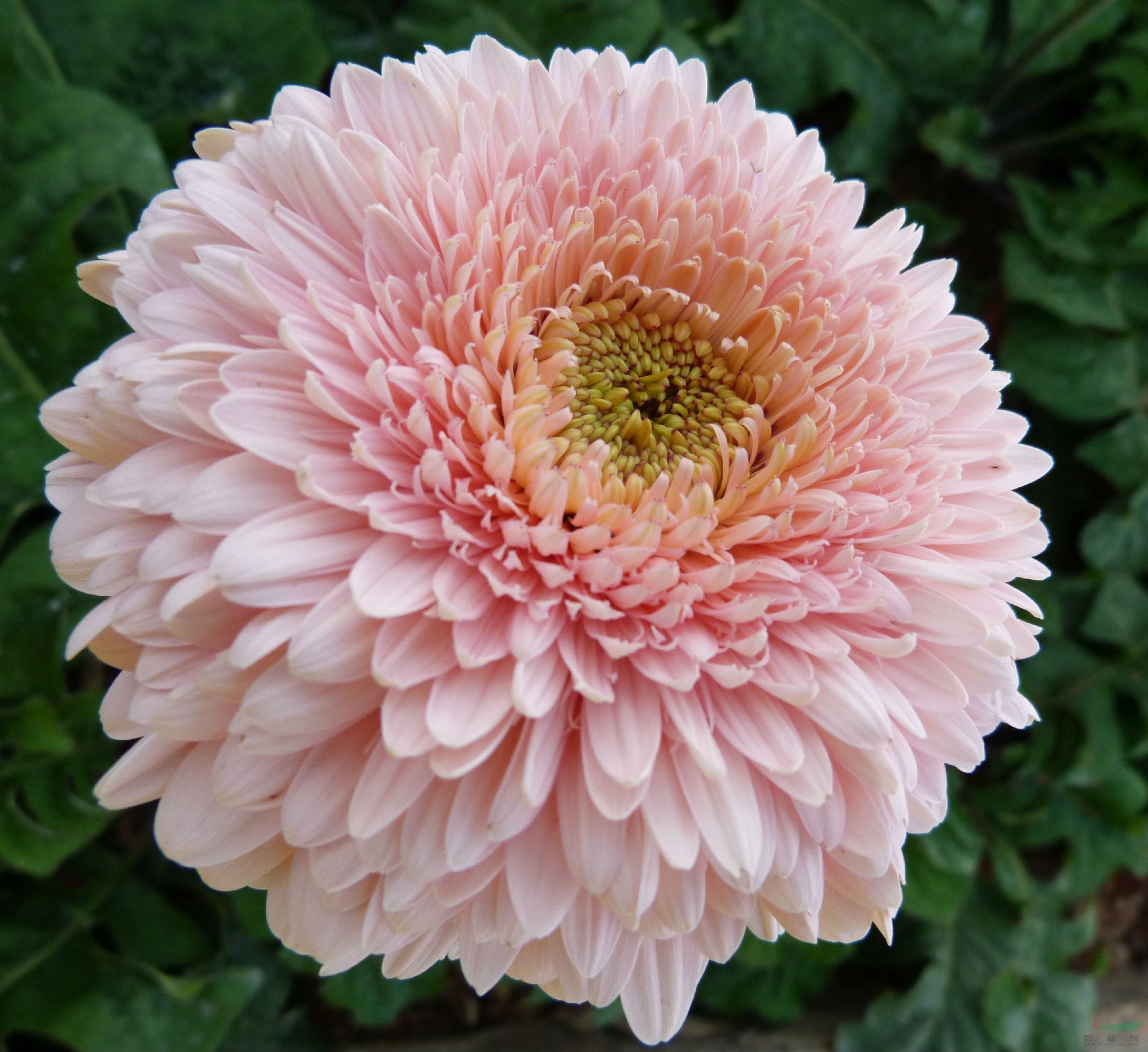 球型非洲菊新品種‘醉粉’.JPG