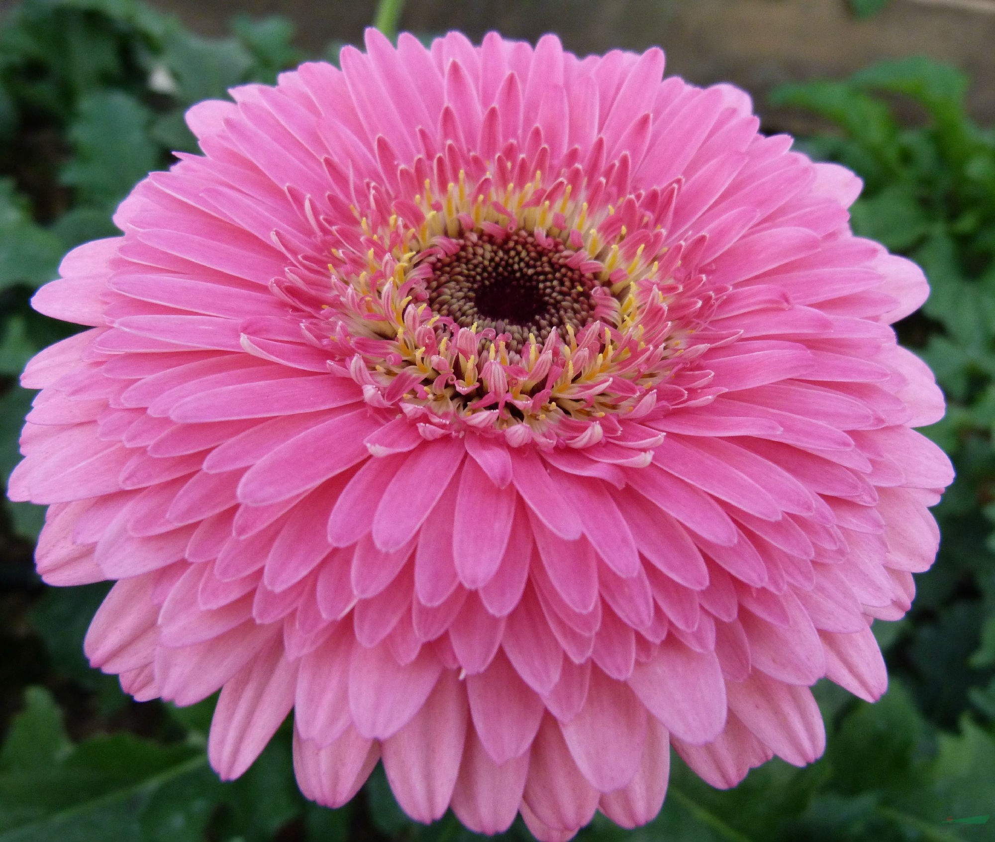 球型非洲菊新品種‘醉紫’.JPG
