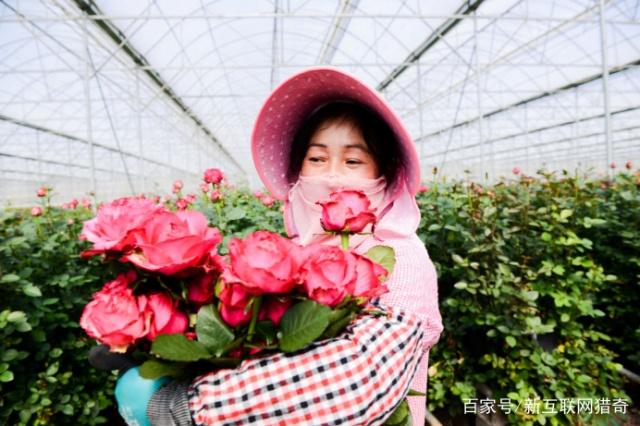聚劃算千畝情人節(jié)鮮花三天賣空,“浪漫經(jīng)濟(jì)”不容小覷1.jpg