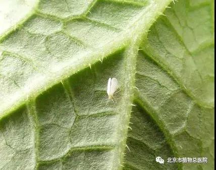 小白蛾子長什么樣?.jpg