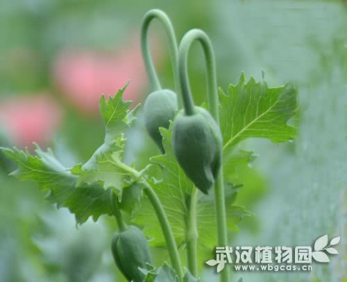 罌粟4.jpg