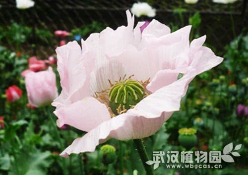 罌粟5.jpg