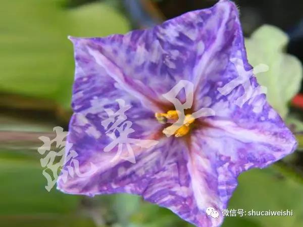 A.茄子紫色花瓣.jpg