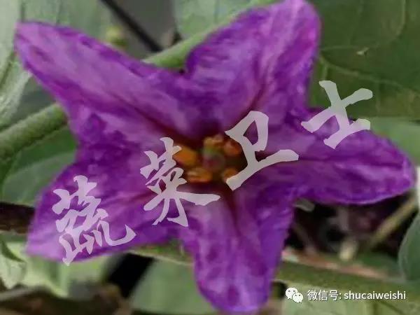 B.茄子花瓣深紫色.jpg