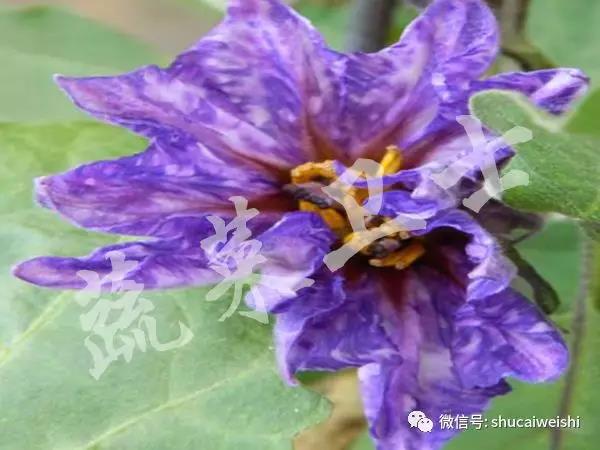 C.花瓣呈畸形.jpg