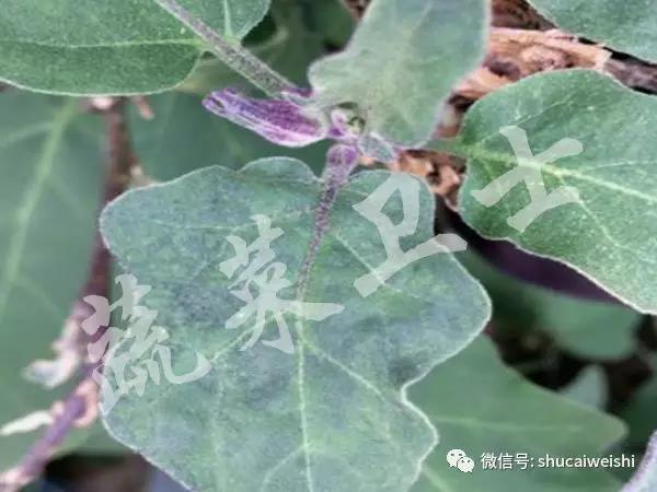 D.葉片局部褪綠.jpg