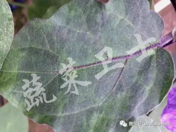 E.葉片斑駁癥狀.jpg