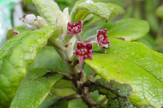 200多年來(lái)人為因素已致近600種植物消失.jpg
