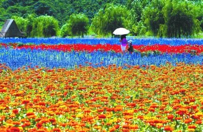 位于密云區(qū)太師屯鎮(zhèn)的人間花海風(fēng)情園鮮花盛開 吳鏑攝.jpg
