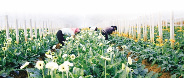 昆明晉寧花卉種植規(guī)模近5萬畝 產(chǎn)值近16億元.jpg